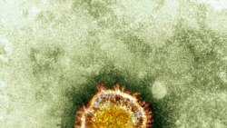 Coronavirus